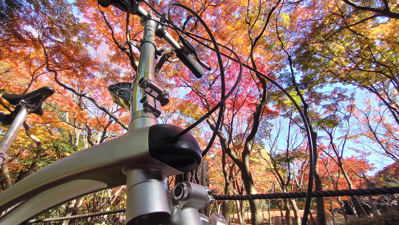 Diary of a Flipper - Rallying Tokyo's autumn leaves